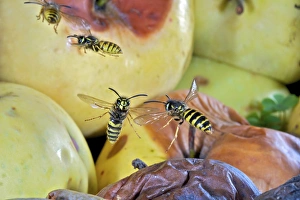 European wasps in flight (Vespula germanica), Switzerland Insects in Flight, High European wasps in flight (Vespula germanica), Switzerland Insects in Flight, High
