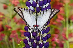 Eurytides agesilaus autosilaus butterfly on lupine, Bandon, Oregon Eurytides agesilaus autosilaus butterfly on lupine, Bandon, Oregon
