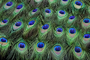 Eye-spots on Male Peacock tail feathers fanned out in colorful designed pattern Eye-spots on Male Peacock tail feathers fanned out in colorful designed pattern