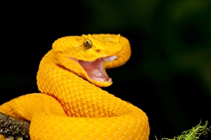 Eyelash Viper, Bothriechis schlegeli, Native to Southern Mexico into Central America Eyelash Viper, Bothriechis schlegeli, Native to Southern Mexico into Central America