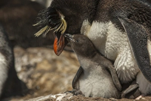 Falkland Islands, Bleaker Island. Rockhopper penguin and chick Falkland Islands, Bleaker Island. Rockhopper penguin and chick