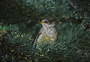 Falkland Islands. Close-up of thrush amid foliage Falkland Islands. Close-up of thrush amid foliage