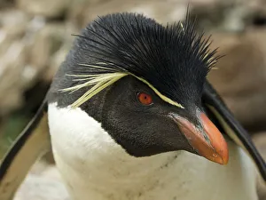 Falkland Islands. Portrait of rockhopper penguin Falkland Islands. Portrait of rockhopper penguin