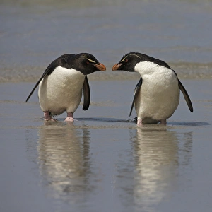 Falkland Islands. Rockhopper penguins on beach Falkland Islands. Rockhopper penguins on beach