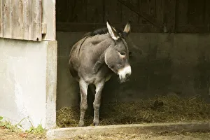 Fall City, Washington State, USA. Donkey in her shelter Fall City, Washington State, USA. Donkey in her shelter