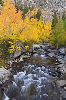 Fall color along Bishop Creek, Inyo National Forest, Sierra Nevada Mountains, California, USA Fall color along Bishop Creek, Inyo National Forest, Sierra Nevada Mountains, California, USA