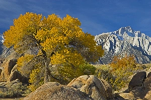 Fall Color on Cottonwoods with backdrop of the Eastern Sierra Mountains = Alabama Fall Color on Cottonwoods with backdrop of the Eastern Sierra Mountains = Alabama