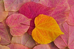 Fall color on Forest Pansy Redbud fallen leaves, Sammamish, Washington Fall color on Forest Pansy Redbud fallen leaves, Sammamish, Washington