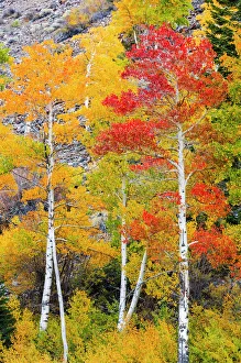 Fall color in Lundy Canyon, Inyo National Forest, Sierra Nevada Mountains, California Fall color in Lundy Canyon, Inyo National Forest, Sierra Nevada Mountains, California