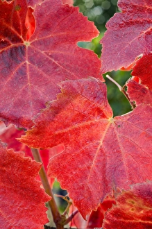 Fall-colored Pinot noir red leaves in the Maresh Red Hills vineyard, Yamhill County Fall-colored Pinot noir red leaves in the Maresh Red Hills vineyard, Yamhill County