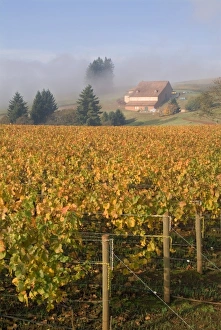 Fall colors blanket the Pinot Noir grapevines that slope up the the fog misted Domaine Fall colors blanket the Pinot Noir grapevines that slope up the the fog misted Domaine