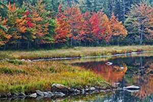 Fall colors along pond, Mount Desert Island, Maine Fall colors along pond, Mount Desert Island, Maine