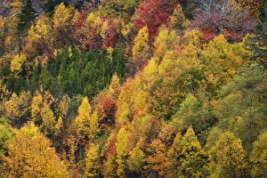 Fall colors in the southern Appalachian Mountains near Grandfather Mountain, North Fall colors in the southern Appalachian Mountains near Grandfather Mountain, North
