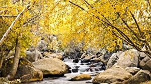 Fall foliage at creek, Eastern Sierra foothills, California, US Fall foliage at creek, Eastern Sierra foothills, California, US