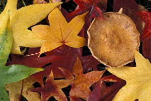 Nature Photography Tips Prints: Fall leaves