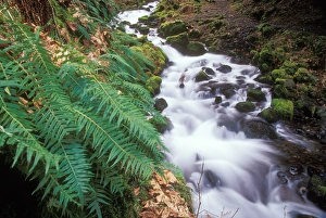 Falls and ferns along Wahkeena Creek in the Columbia River Gorge National Scenic Area Falls and ferns along Wahkeena Creek in the Columbia River Gorge National Scenic Area