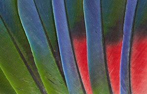 Fanned out Tail Feathers of the Blue headed Pionus Fanned out Tail Feathers of the Blue headed Pionus