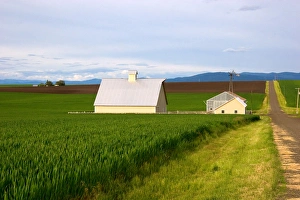 Farm on the Camas Prairie of Idaho near Grangeville. grangeville, farm, wheat Farm on the Camas Prairie of Idaho near Grangeville. grangeville, farm, wheat