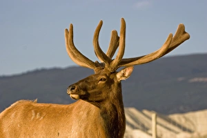 Farm-reared Rocky Mountain elk are bred to maximize genetic qualities, then introduced Farm-reared Rocky Mountain elk are bred to maximize genetic qualities, then introduced