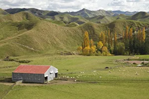 Farm Shed and Autumn Colour, near Ruanui, Rangitikei District Central North Island Farm Shed and Autumn Colour, near Ruanui, Rangitikei District Central North Island