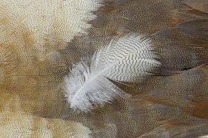 Feather lying on Egyptian Goose Breast Feathers Feather lying on Egyptian Goose Breast Feathers