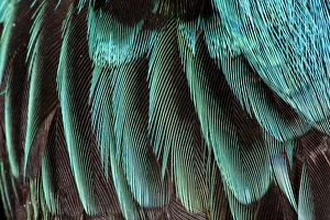 Bird Photography Close Up Prints: Feather pattern