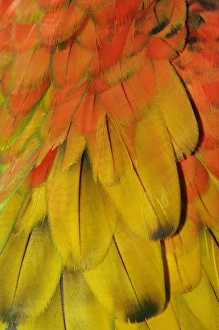 Colorful Parrot Pictures Prints: Feather pattern on Macaw