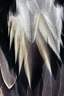 Macro Collection: Back feathers of the Northern Pintail Duck