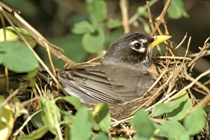 Female American Robin on nest, (Turdus Migratorius) Female American Robin on nest, (Turdus Migratorius)