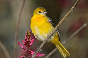 Female Baltimore Oriole (Icterus galbula) adult foraging Female Baltimore Oriole (Icterus galbula) adult foraging