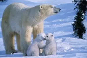 Alice Garland Collection: Female Polar Standing with two 3 month old cubs at her feet, Canada, Manitoba, Churchill