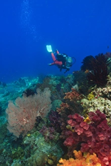 female scuba diver near brilliant colored Soft Corals (Dendronepthya sp.) Raja Ampat female scuba diver near brilliant colored Soft Corals (Dendronepthya sp.) Raja Ampat