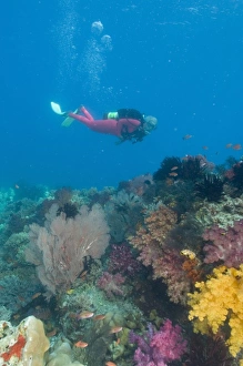 Female scuba diver near vibrant and colorful sloft corals (Dendronepthya sp.) Raja Female scuba diver near vibrant and colorful sloft corals (Dendronepthya sp.) Raja