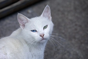 Feral white cat on the streets of Istanbul, Turkey Feral white cat on the streets of Istanbul, Turkey