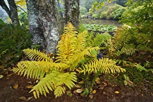 Fern at base of Birch tree, Asticou Azalea Garden, Northeast Harbor, Maine Fern at base of Birch tree, Asticou Azalea Garden, Northeast Harbor, Maine