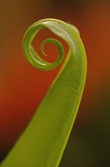 Fern Plant Details Prints: Fern unfolding