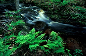 Ferns line a small stream in a forest on the Meserve Farm in Scarborough, Maine. Spring Ferns line a small stream in a forest on the Meserve Farm in Scarborough, Maine. Spring
