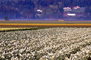 Fields of white and yellow daffodils in rural Skagit county, Washington Fields of white and yellow daffodils in rural Skagit county, Washington