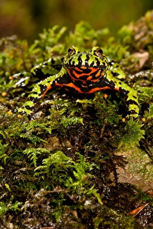 Fire Belly Toad Bombina orientalis Native to Korea and NE China Fire Belly Toad Bombina orientalis Native to Korea and NE China
