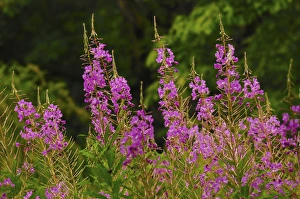 Fireweed, Nisqually National Wildlife Refuge, Nisqually, Washington, USA Fireweed, Nisqually National Wildlife Refuge, Nisqually, Washington, USA