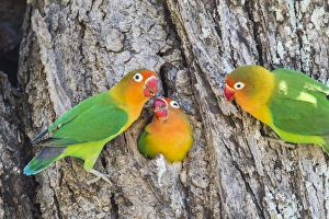 A Fischers Lovebird (Agapornis fischeri) feeds its mate in a cavity nest, while A Fischers Lovebird (Agapornis fischeri) feeds its mate in a cavity nest, while