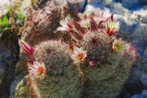 Fishhook Cactus (Mammillaria microcarpa) blooming in Plum Canyon, Anza-Borrego Desert State Park Fishhook Cactus (Mammillaria microcarpa) blooming in Plum Canyon, Anza-Borrego Desert State Park