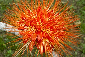 Flame of Panama flower (Brownea macrophylla), Belize Botanic Gardens Flame of Panama flower (Brownea macrophylla), Belize Botanic Gardens