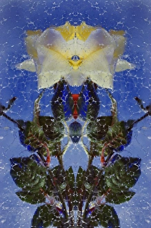 Flipped and mirroed version fo red and yellow roses frozen in block of ice, Glacier Palace Flipped and mirroed version fo red and yellow roses frozen in block of ice, Glacier Palace