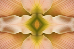 Flipped pattern, Hybrid Daylily, Hemerocallis spp Flipped pattern, Hybrid Daylily, Hemerocallis spp