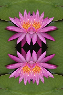 Flipped pattern, Hybrid Water Lily, Louisville, KY Flipped pattern, Hybrid Water Lily, Louisville, KY