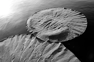 Floating Lotus leaf and water drops (Nelumbio speciosum) Floating Lotus leaf and water drops (Nelumbio speciosum)