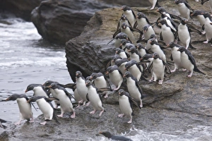 A flock of Rockhopper penguins hop out of the surf together as they arrive at their A flock of Rockhopper penguins hop out of the surf together as they arrive at their