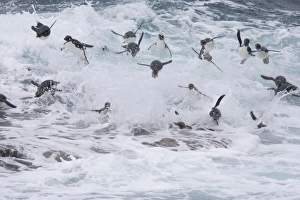 A flock of Rockhopper penguins launch out of the surf together as they arrive at A flock of Rockhopper penguins launch out of the surf together as they arrive at