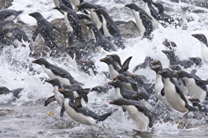 A flock of Rockhopper penguins launch out of the surf together into a kelp bed as A flock of Rockhopper penguins launch out of the surf together into a kelp bed as